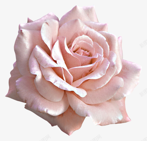 粉色盛开的月季花png免抠素材_新图网 https://ixintu.com 月季 植物 粉色 花卉 花朵