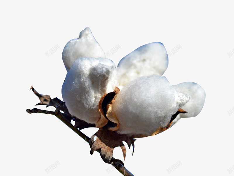 白白的精梳棉花png免抠素材_新图网 https://ixintu.com 棉花 植物 白色 精梳棉 精梳棉花