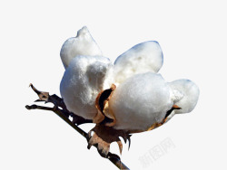 白白的精梳棉花素材