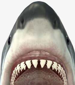 牙齿效果图大白鲨嘴巴高清图片
