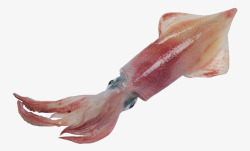 海底墨鱼章鱼动物素材