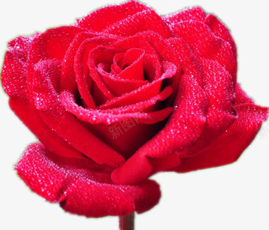 鲜红的玫瑰花png免抠素材_新图网 https://ixintu.com 带着露珠的玫瑰 爱情 红色花朵 绽放的花朵