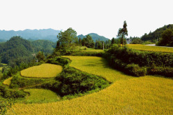 梯田式的成片的稻田高清图片