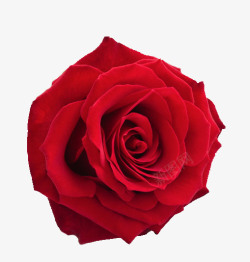 花朵浪漫玫瑰花爱情素材