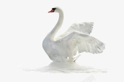 天鹅PNG素材白天鹅翅膀鸭绒高清图片