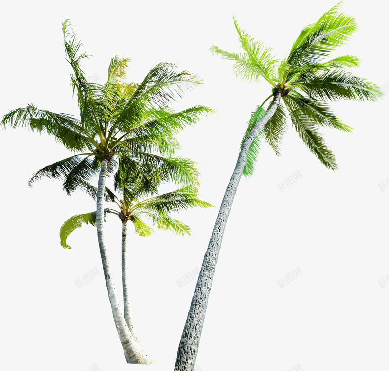 手绘海报植物棕树沙滩png免抠素材_新图网 https://ixintu.com 棕树 植物 沙滩 海报