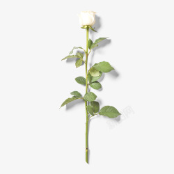 春季白色菊花白色玫瑰高清图片