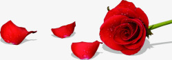 散落花瓣的红色玫瑰花素材