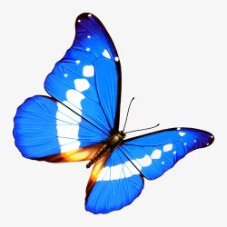 绚丽的蓝色蝴蝶素材