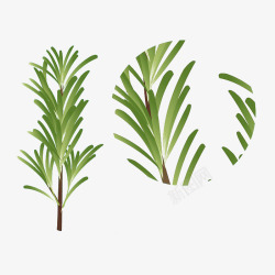 手绘清新绿色迷迭香植物插画素材