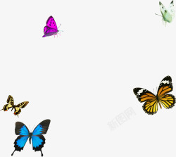 五只多款春天蝴蝶美景高清图片