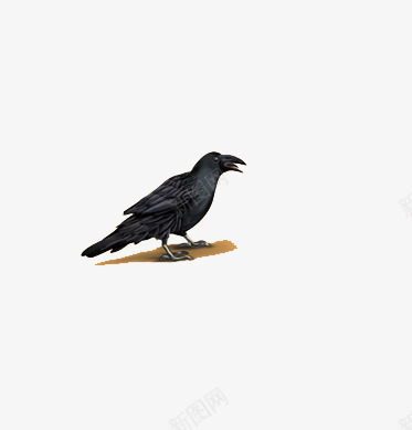 夜晚黑色乌鸦png免抠素材_新图网 https://ixintu.com 乌鸦 动物 鸟类 黑色乌鸦