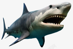 鲨鱼免扣PNG凶猛庞大的巨齿鲨实物高清图片