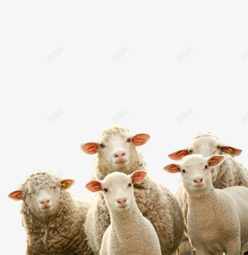 牧场绵羊png免抠素材_新图网 https://ixintu.com 动物 家畜 小羊 放羊 牧场 矢量图形 绵羊 羊群 萌宠牧场 观望