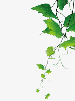 绿色枝条葡萄藤高清图片
