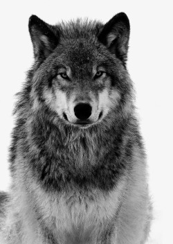 灰色的狼灰色的狼高清图片