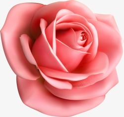 花朵边框一朵大玫瑰花高清图片