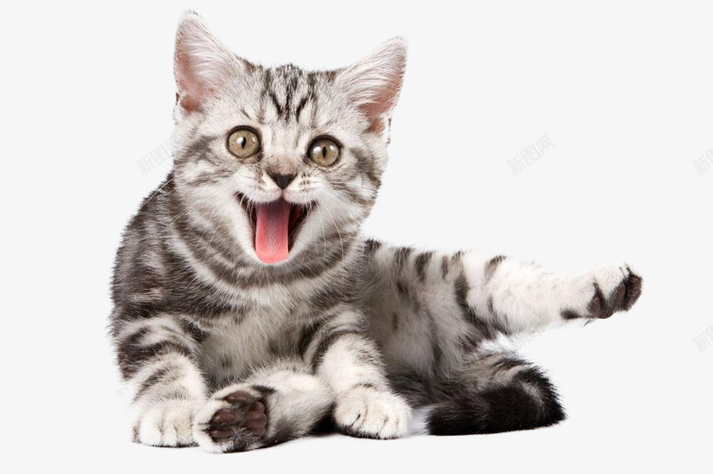 活泼好动的小猫咪png免抠素材_新图网 https://ixintu.com 卖萌小猫 宠物猫 小猫 歪头猫咪 猫 猫咪