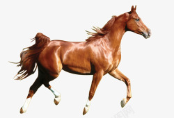 奔弛动物肥壮的棕色马高清图片