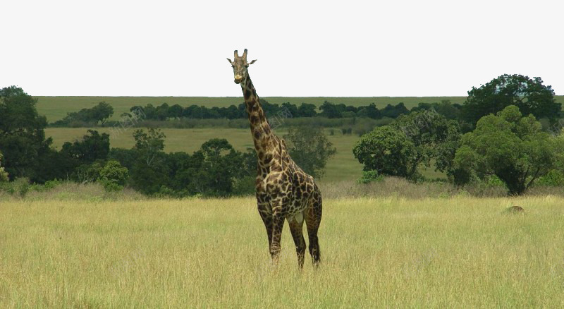 坦桑尼亚草原png免抠素材_新图网 https://ixintu.com 坦桑尼亚 景点 美景 自然 草原 长颈鹿 风景