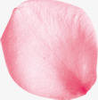 粉色玫瑰花瓣png免抠素材_新图网 https://ixintu.com 玫瑰 粉色 花瓣