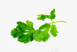 绿色食材绿色香菜高清图片