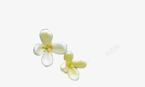 桂花花瓣png免抠素材_新图网 https://ixintu.com 两朵 桂花 桂花插画 桂花花瓣 花瓣 黄色