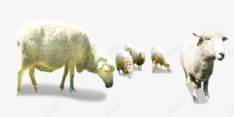 低头的羊群png免抠素材_新图网 https://ixintu.com 吃草的羊群 绵羊 羊 羊群