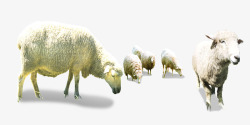 吃草的羊装饰画低头的羊群高清图片
