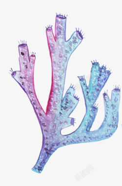 海生植物紫色海草高清图片