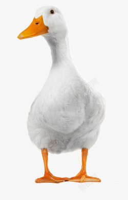 行走的动物白毛的鸭子高清图片