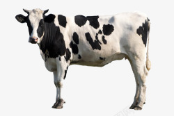 牛群大大的牛高清图片
