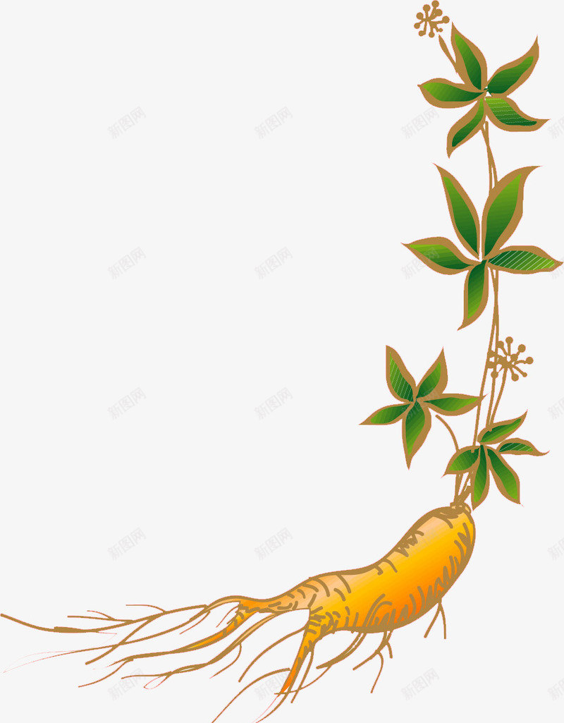 卡通人参png免抠素材_新图网 https://ixintu.com 中医 中药 中药材 人参 医术 医疗医药 卡通人参 药材