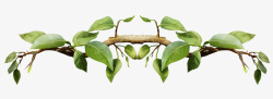 对称装饰对称树枝装饰图案高清图片
