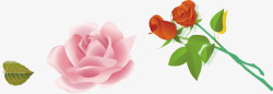 金边玫瑰详情页粉玫瑰花茶图标高清图片