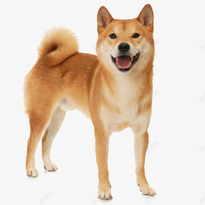甜笑的柴犬png免抠素材_新图网 https://ixintu.com 可爱 日本 柴犬 狗狗