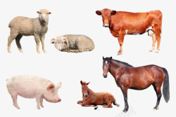 牛羊动物常见的牛马猪羊动物高清图片
