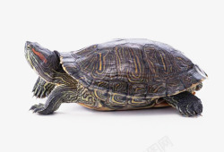 爬行动物乌龟王八鳖小乌龟高清图片