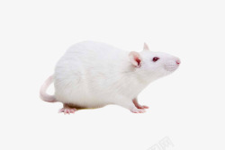 实验小白鼠小白鼠老鼠鼠高清图片