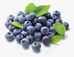 蓝莓和绿叶图片蓝莓水果绿叶营养健康高清图片