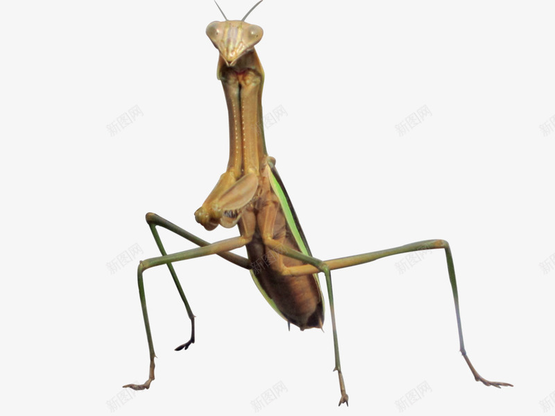 小动物螳螂png免抠素材_新图网 https://ixintu.com 昆虫 生物世界 螳螂 设计