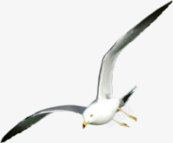 一只飞翔的海鸥摄影摄影海边飞翔的海鸥海燕高清图片