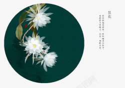 昙花昙花花语高清图片