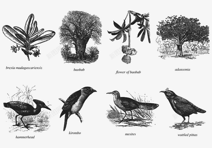 马达加斯加的树木和鸟类png免抠素材_新图网 https://ixintu.com 树木 植物 素描 鸟类