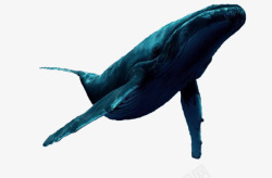 黑白书插图蓝色鲸鱼高清图片