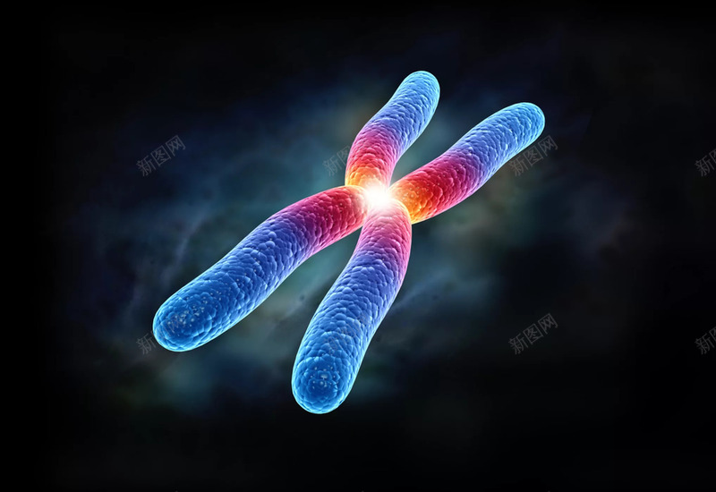 生物基因染色体dna细胞png免抠素材_新图网 https://ixintu.com dna 染色体 生物基因 细胞