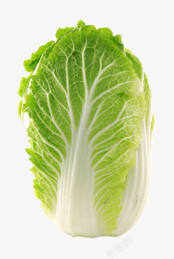 蔬菜包菜白菜大白菜高清图片