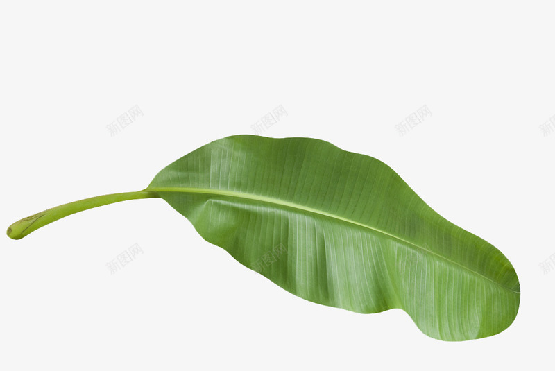 热带植物叶子3png免抠素材_新图网 https://ixintu.com 叶子 树叶 植物 热带