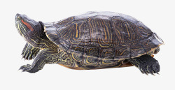 团鱼乌龟高清图片