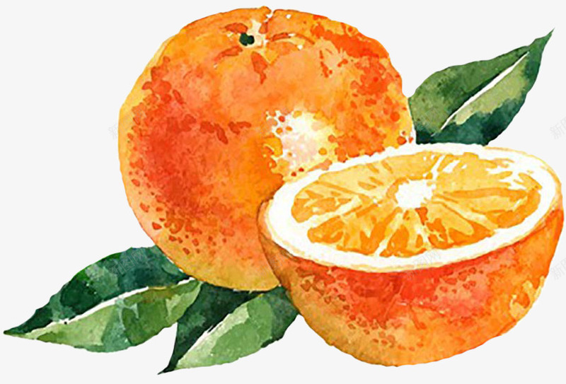 手绘水彩橙子png免抠素材_新图网 https://ixintu.com 彩绘 手绘橙子 橙子 水彩橙子 水果 漫画
